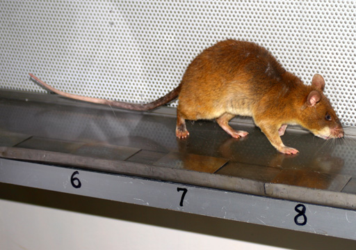 ratto-analista-di-laboratorio.jpg